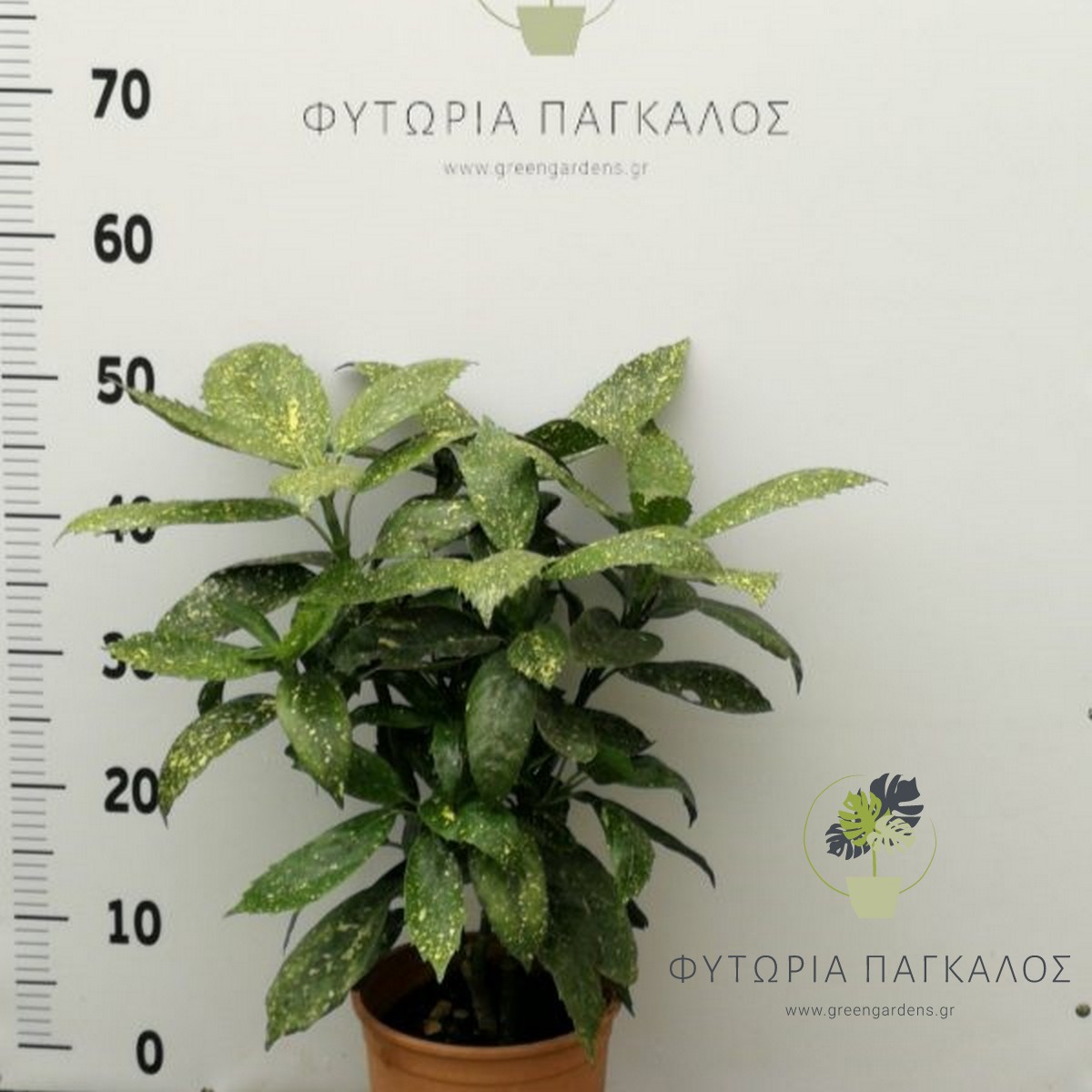 🍃 ΑΟΥΚΟΥΜΠΑ – Aucuba sp - 3